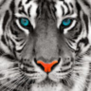 Meet your Posher, Irene